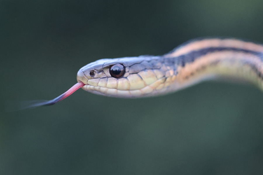 A common garter snake (Thamnophis sirtalis), likely the most abundant snake species across all three parks