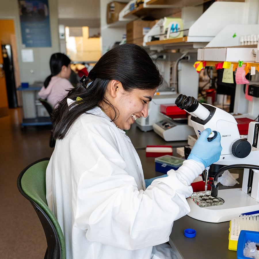 Student conducts fruit fly research in a lab photo by Kaitlyn Prince.